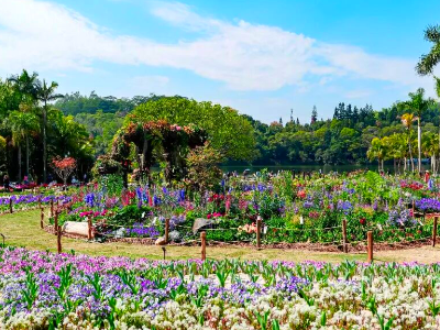 美爆！超10万株！仙湖植物园春花节浪漫开启！
