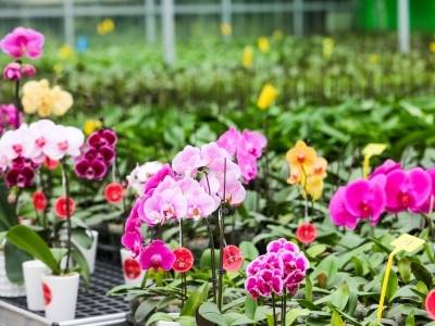 新春走基层 | 佛山这朵蝴蝶兰会“发光”