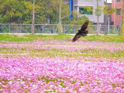 格桑花、油菜花！来东莞乡村赴一场花海之约，解锁春日治愈时光→