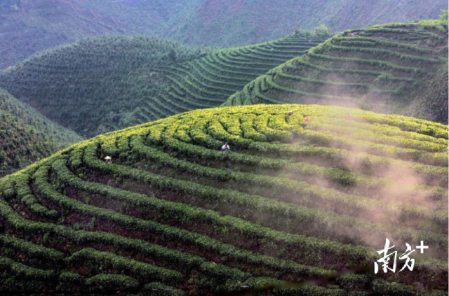 沿溪山茶场。图源韶关发布