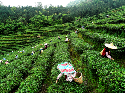 19项重点任务“加持”，茶产业迎来又一个春天