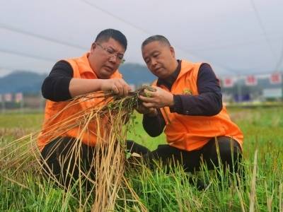 粒粒皆“功夫”！连山有群丝苗米“芯片”守护人｜新春走基层