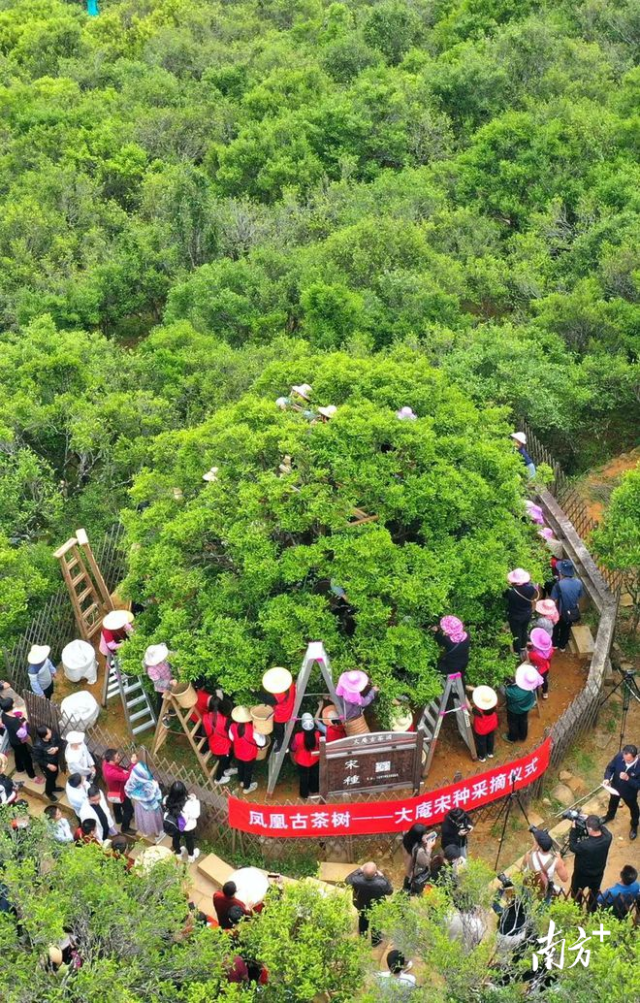 “大庵宋种”开采。林奕波 摄