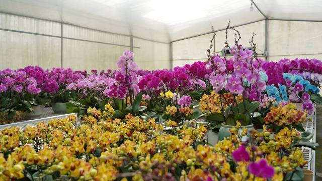 益山园艺的蝴蝶兰种植基地内各式蝴蝶兰争相开放。
