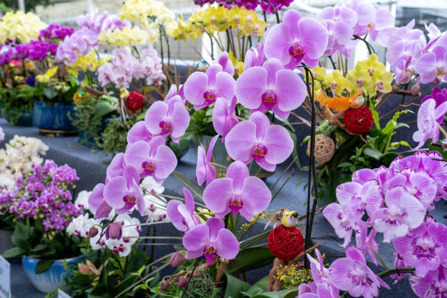 第一届广州国际（流溪）花卉博览会上展示的蝴蝶兰。 程麒摄