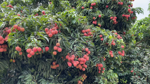 南方农村报 温志勇 制图