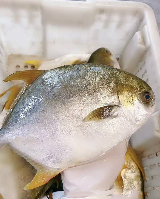 湛江金鲳鱼