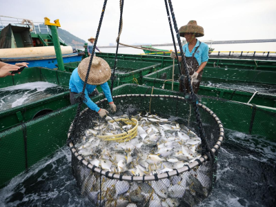 新春“鲜”行一步！茂名滨海新区茂八鲜抢占“湾区餐桌”