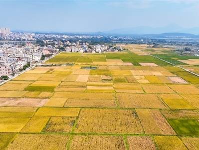 阳西富硒丝苗米：粒粒分明、柔韧不烂|广货行天下·阳西优品佳⑥