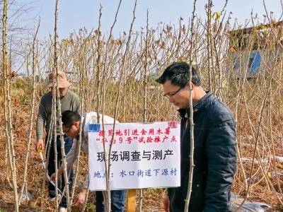 引进试种食用木薯，惠城盘活荒地添“薯”光