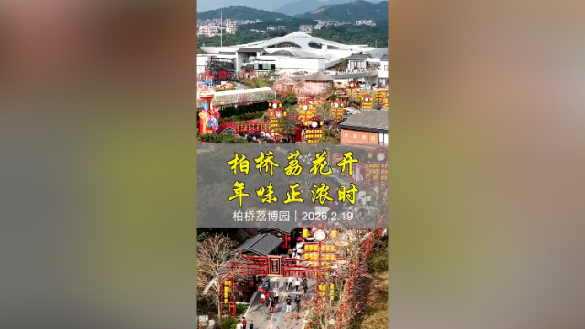 航拍茂名｜柏桥荔花开，年味正浓时