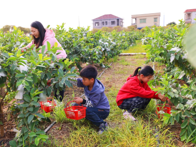 河岸溢果香，岭南水乡新春年味浓｜打卡中山水岸会客厅