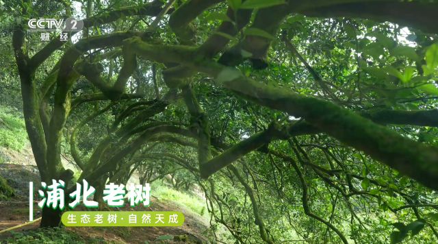 浦北全县拥有超百万株树龄十年以上的大红柑老树