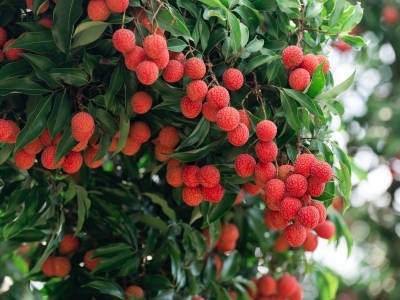 从省新春第一会，看茂名探寻“制造+服务”新路