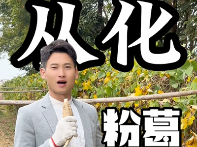 年味大使荐广货 | 黎国根：​从化粉葛，流溪河畔上的珍馐