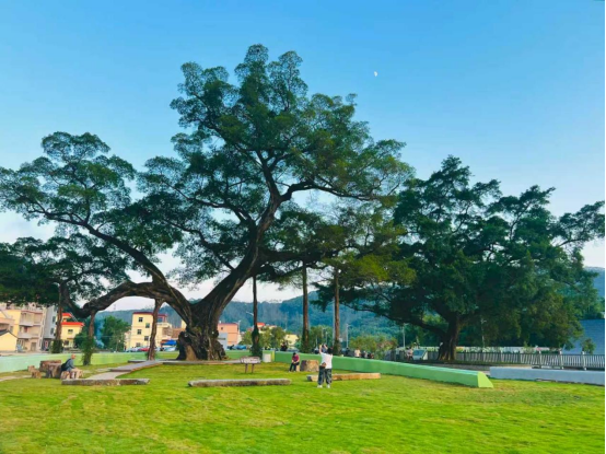 中心村千年古榕。