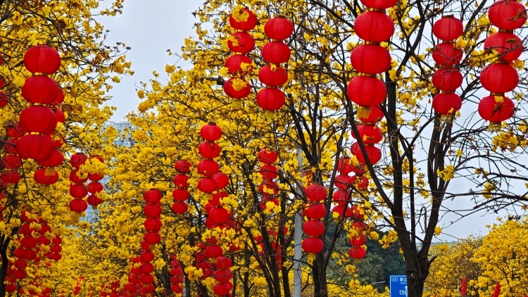 南农晨读 |  春日来信