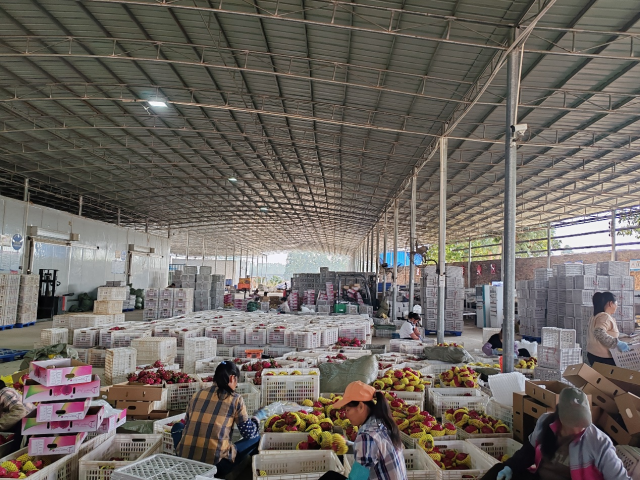 海英火龙果专业种植合作社的火龙果挑拣车间。