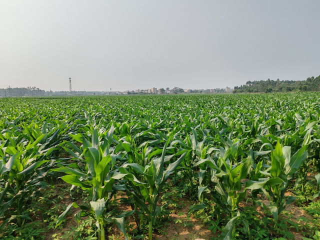 目前，杨柑镇推广“甘薯+玉米”轮作面积约1.5万亩。