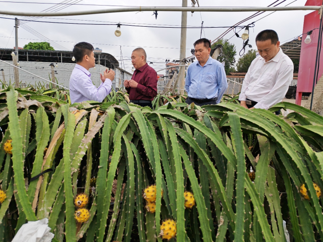 林红辉（左一）带领工作队在杨柑镇布政村调研火龙果产业发展成效。