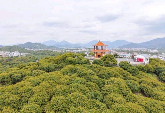 茂名的荔枝花海