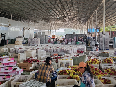 遂溪杨柑镇：上万亩“闲田”变“增收田”，一条冷链延伸产业链丨驻在千镇万村㉙