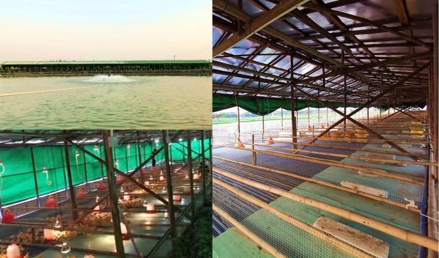 蔚莱生物海鸥岛水产、水禽养殖试验基地