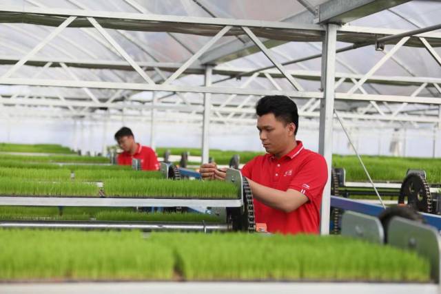 广东供销天禾台山育秧中心从源头把控秧苗质量