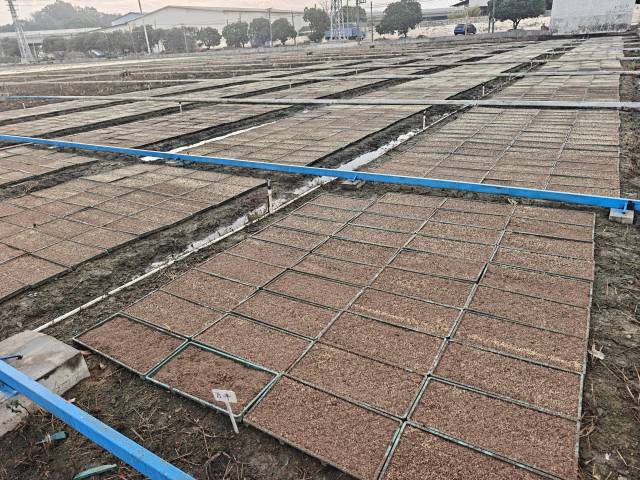 江门市新会区双水镇江门市文发农业科技有限公司种植基地里，春耕育秧工作正有序开展。