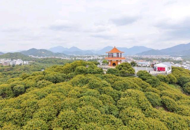 茂名的荔枝花海