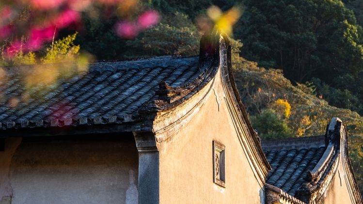 南农晨读 | 春山深处是故乡