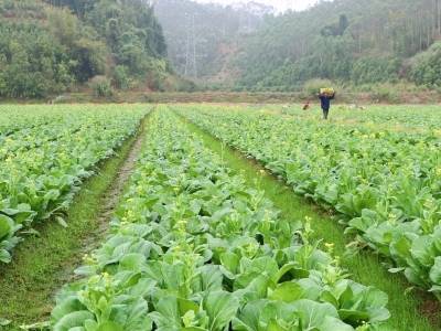 日产量超2400斤，郁南万洞村迟菜心采收忙