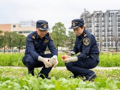 春节“不打烊”，莞产蔬菜持续稳定供港｜视频