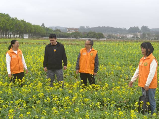 农业科技特派员指导冬种紫云英和油菜后续管护