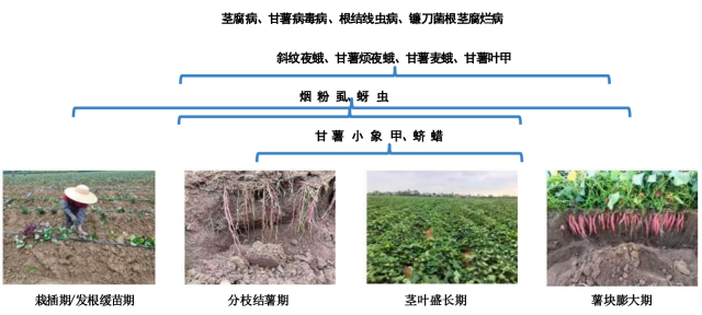 南方农村报 王惠 绘图