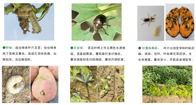 南方农村报 王惠 绘图