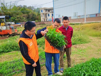 特派员下乡“送技”，“纳米锌”助惠州春耕增效