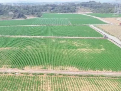 靖海有机胡萝卜畅销国内外丨广货行天下 惠来有优品