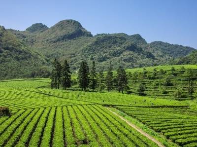 再创新高！2025年我国茶叶产量392万吨