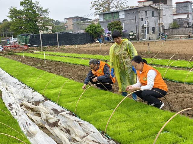 农业科技特派员在合作社育秧中心开展指导