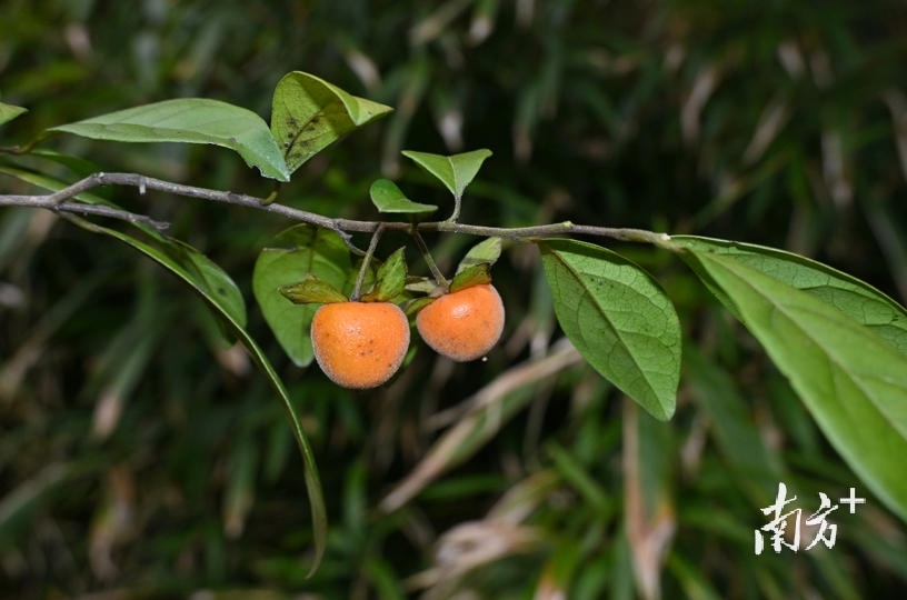 彭华柿Diospyros penghuae W.B. Liao, Q. Fan et W.Y. Zhao [丹霞柿 Diospyros danxiaensis (R. H. Miao & W. Q. Liu) Y. H. Tong & N.]