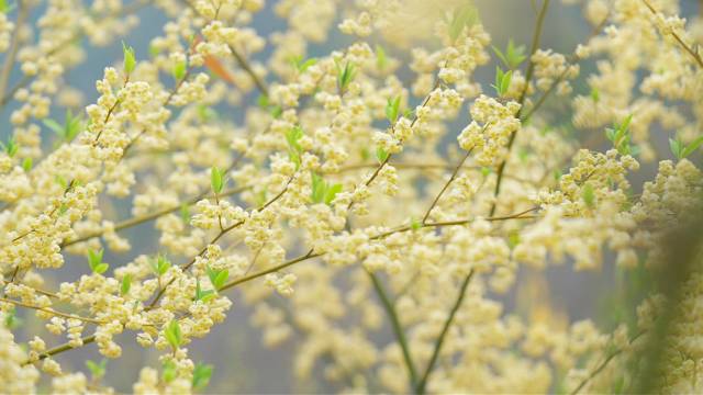 2026年2月，连南的山苍子花进入盛放期  