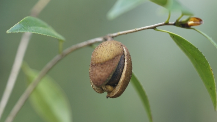 丹霞山第57个新物种“尚时茶”亮相，酷似“攸县油茶”？