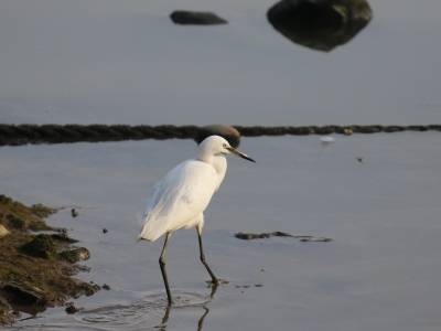 动物进城后还要自由串门，大湾区越来越“野”｜世界野生动植物日
