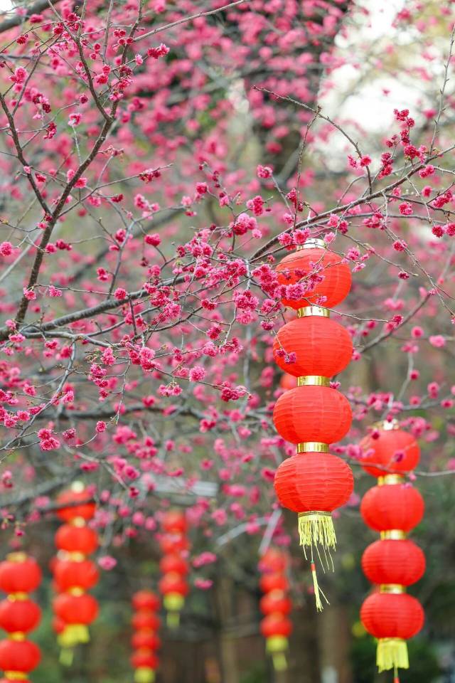 樱花  受访者供图