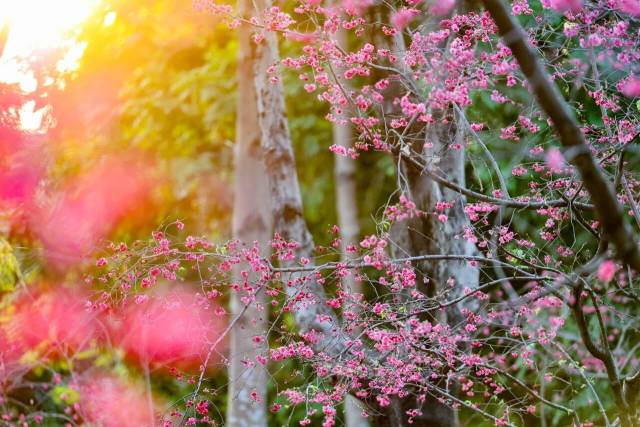樱花树下办集市  受访者供图