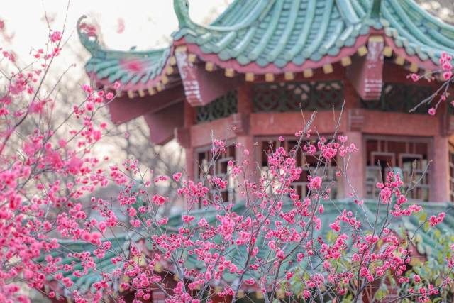 樱花树下办集市