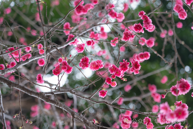 樱花  受访者供图