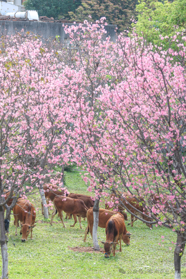 樱花  受访者供图