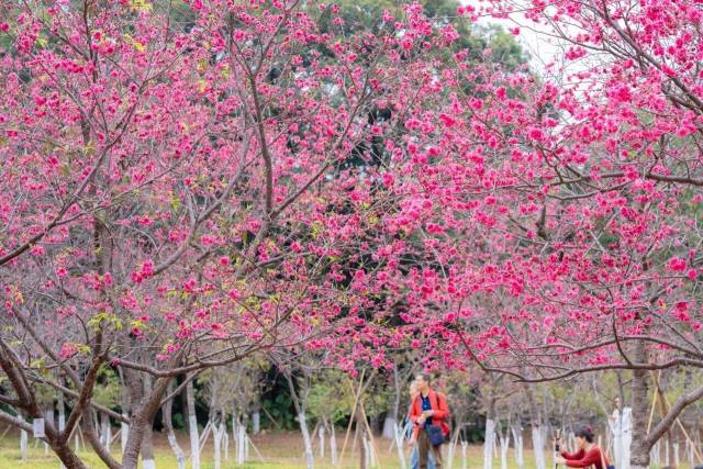 樱花  受访者供图